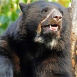 ¿Un oso con licencia de conducir? Policías registran un automóvil y se llevan una gran sorpresa