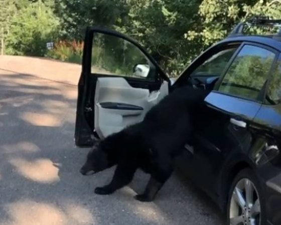 Las fuerzas de seguridad lograron sacar al oso del auto.