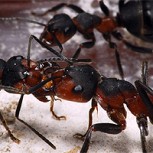 Video muestra impresionante puente formado sólo por hormigas con el objetivo de robar miel