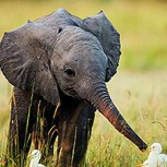 Filman a un elefante bebé con la trompa amputada: ¿Podrá sobrevivir?