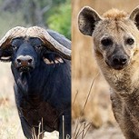 Esta hiena mordió al pobre búfalo en el lugar más doloroso