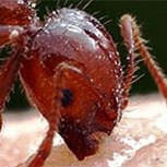 Hormigas enfrentan al huracán “Florence” con método extremo: Mira el sorprendente video