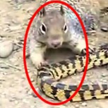 ¿Puede una ardilla enfrentarse con una serpiente y salir ganando? Video de la épica batalla