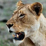 Leona mató al león padre de sus cachorros: Expertos afirmaron que la hembra “dominaba” al macho
