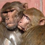 Pequeño mono se reencuentra con su familia: Este video es lo más conmovedor que verás hoy