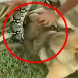 Impresionante video: Así rescatan a un perro del ataque de una serpiente