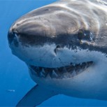 Pescan a un tiburón de dos cabezas: Especialistas confundidos con la captura