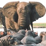 A este elefante no le gustan los intrusos y así lo demostró con tres hipopótamos que invadieron su territorio