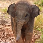 Este pequeño elefante aprendiendo a usar su trompa es lo más tierno que verás en la semana