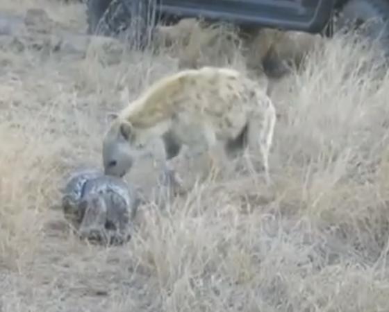 Una de las hienas ataca a la serpiente.
