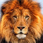 Tragedia en zoológico de Estados Unidos: Un león mata a su cuidadora