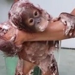 Un bebé orangután toma un baño y se vuelve viral: La triste historia que hay detrás