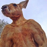 Muere Roger, el canguro más famoso del mundo por su apabullante musculatura