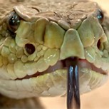 Espeluznante video: Halla un nido de serpientes de cascabel debajo de su cobertizo