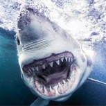 Un buzo es víctima de brutal ataque de tiburón: Increíble video muestra el momento y sus consecuencias