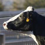 Conozca la historia de Brianna, la vaca que escapó de la muerte para dar a luz a su hija