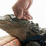 ¿Un cocodrilo terapéutico? Increíble caso es registrado en Estados Unidos
