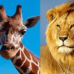 ¿Una jirafa puede dejar en ridículo a cuatro leones? Vea la increíble respuesta