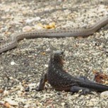 Un lagarto y una serpiente desatan tremenda batalla en plena carretera: ¿Quién gana la contienda?