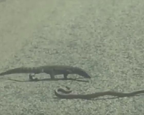 El lagarto monitor y la serpiente, cara a cara.