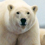 Invasión de osos polares causa pánico en Rusia: ¿Efectos del cambio climático?