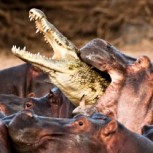 Video: Cocodrilo temerario se enfrenta a manada de hipopótamos y recibe una tremenda paliza
