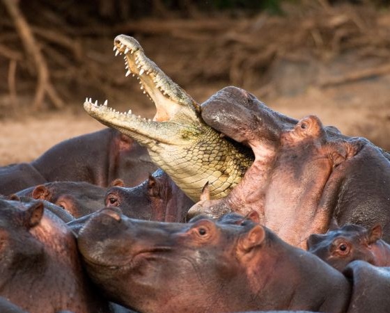 cocodrilo hipopotamos