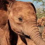 Fotos conmovedoras: Así viven los elefantes huérfanos en una reserva de Kenia