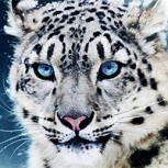 Avistan una subespecie de leopardo que se creía extinta: Sorpresa y alegría por el hallazgo