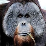 Brutal caso de maltrato animal: Hallan orangutana con cicatrices de 74 disparos y una puñalada