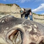 Hallan un pez de dos metros en las playas de California: Estas son las fotos