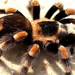 Filman a una tarántula gigante intentando devorar una zarigüeya: Fuertes imágenes