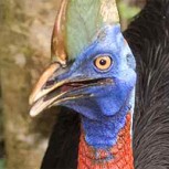 El “ave más peligrosa” del mundo mató al cuidador que la tenía en cautiverio