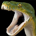 Capturaron una serpiente gigante en Florida: Foto del impresionante hallazgo