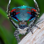 Fotos de la “araña pavo real”: El colorido arácnido que fascina a los expertos