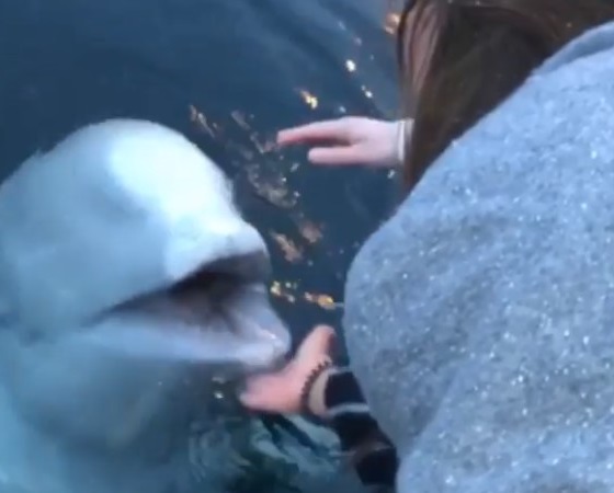 La ballena beluga emergió para ayudar a la mujer.