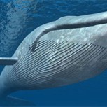 Fotografía escalofriante: Una ballena gigante le da a este pescador el susto de su vida