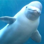 Ballena beluga rescata celular extraviado en el fondo del mar y se lo regresa a su dueña