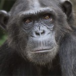 Video de un chimpancé revisando Instagram abre intenso debate: ¿Inteligencia o adiestramiento?