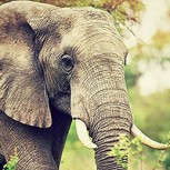 Muere pequeño elefante a causa de los maltratos en zoológico: Trágica negligencia