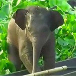 Rescatan a pequeño elefante perdido en un lago: Vea el video