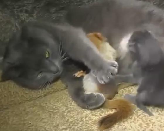 Pusha alimenta a sus gatitos y a las ardillas.