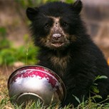 Un pequeño oso queda atrapado en un cubo de plástico: Así fue como le salvaron la vida