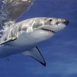 Grupo de pescadores filman aterrador encuentro con un feroz tiburón blanco