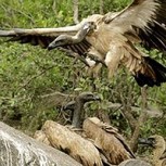 Los traficantes de marfil ahora también asesinan aves en peligro de extinción: ¿Cuál es la explicación?