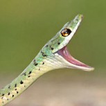 Una serpiente es captada por fotógrafo cuando devoraba una cigarra: Estas son las imperdibles imágenes