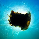 Buceadora se topa inesperadamente con medusa gigante: Las imágenes son impresionantes