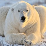 Cuidadora de zoológico se defiende de oso polar “armada” con una escoba