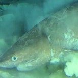 Filman en el Golfo de México a especie de tiburón más antigua del mundo