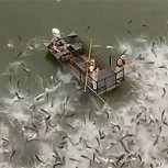 Así electrocutan a los peces en Estados Unidos: Impresionante video